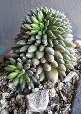 Sinocrassula Yunnanensis