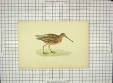 Original Old Antique Print