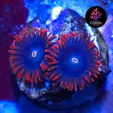 Punk Rockers 2 Head Zoa Frag WYSIWYG