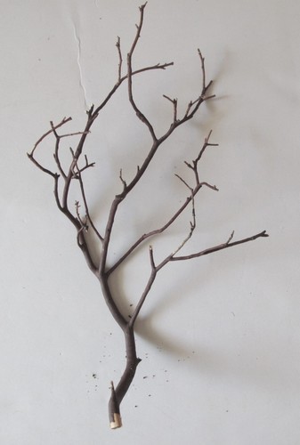 Natural red manzanita - natural,