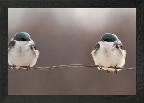 Birds wire framed wall - birds,