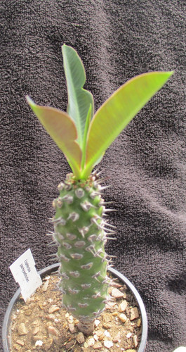 Euphorbia pachypodioides - euphorbia,