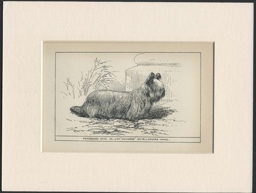 Skye terrier vintage engraving - skye,