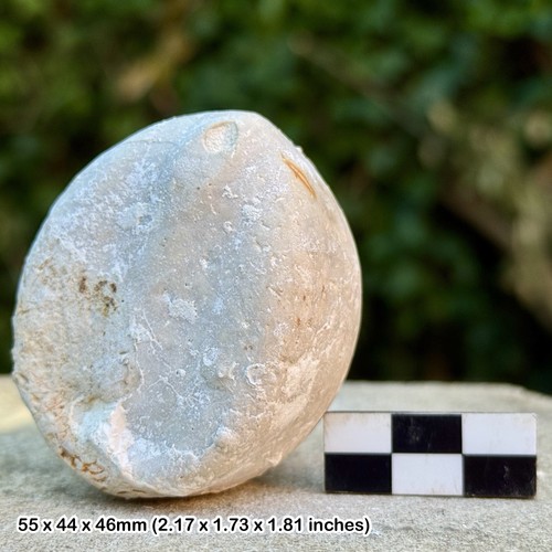 British chalk fossil echinoid - british,