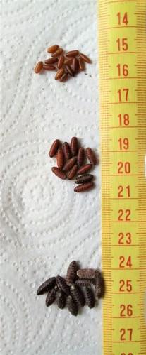 Dry fly pupae casters - dry, pupae/casters