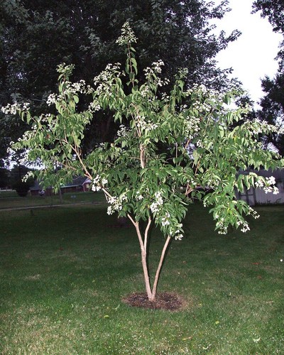 Heptacodium miconioides - , /