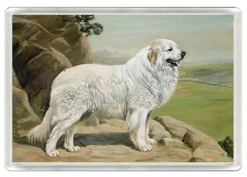 Pyrenean mountain dog fridge - mountain,