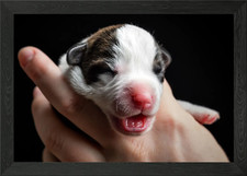 Welsh Corgi Cardigan Framed