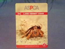 Land Hermit Crab #144 2016