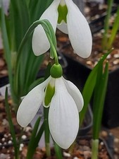 Galanthus RODMARTON REGULUS - early flowering form - DECEMBER flowering size