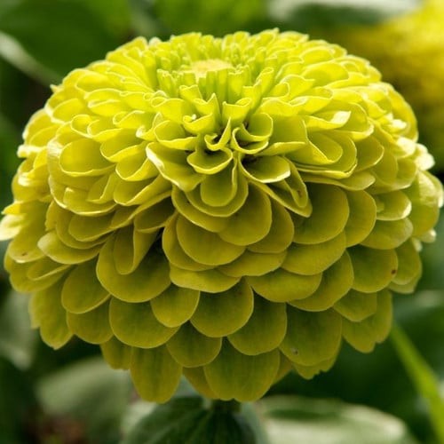 150 zinnia elegans envy - 150,
