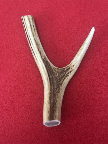 One piece deer antler y - one,