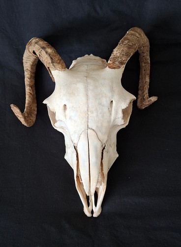Real sheep skull - real,