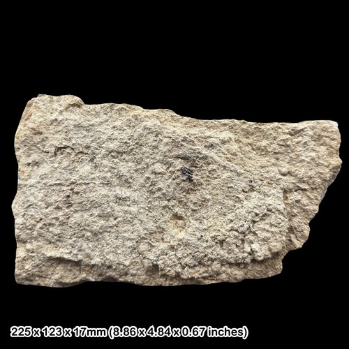 Coelodus fish teeth - teeth, fossil