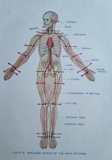 HUMAN ANATOMY ARTERIES