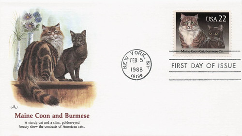 Cat breeds maine - breeds, coon
