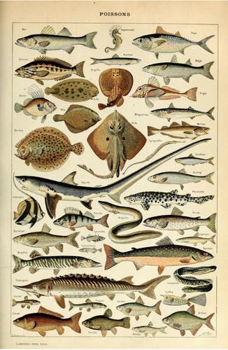 Vintage french fish print - vintage,