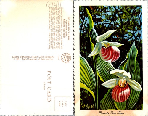 Minnesota state flower - mn, show