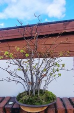 Japanese White Beech  Large