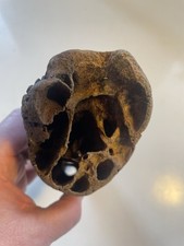 Animal Horn Taxidermy Bones