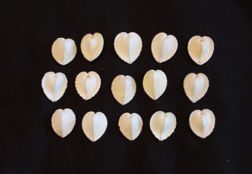 Med small heart cockles - 10, cockles'