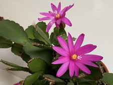 Rhipsalidopsis gaertneri Dark Pink Easter Cactus plant in the pot not in a bloom