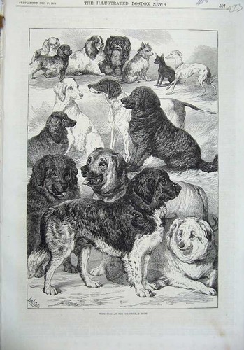 Original old antique print - old,