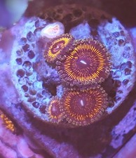 WYSIWYG Zoa Zoanthids Soft