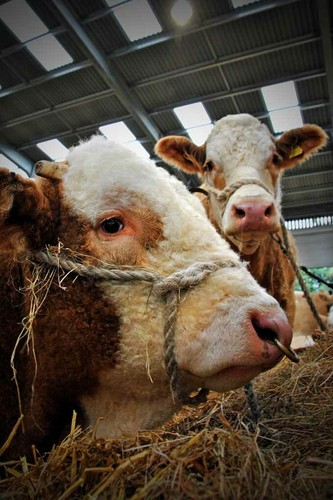 Pedigree simmental cow cattle - pedigree,