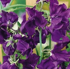 SWEET PEA - TOP HAT -  30