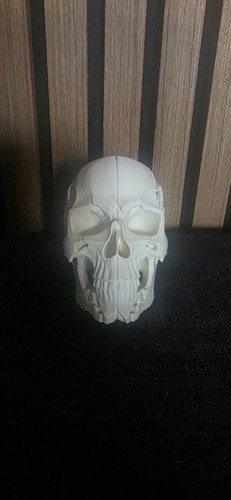 Medium skull broken human - medium,