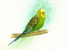 Green Budgie Pet Portrait Watercolour PRINT from an Original Painting