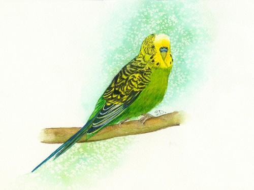 Green budgie pet portrait - budgie,