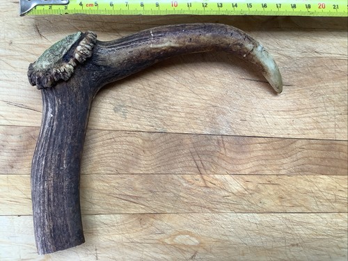 Deer antler walking stick top - deer,