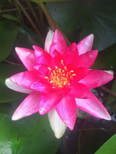Rembrandt water lily - ,