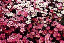 24 Saxifraga Mossy Mixed Hardy Alpine Perennial Plug plants