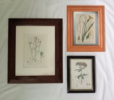 Baxter Antique Botanical