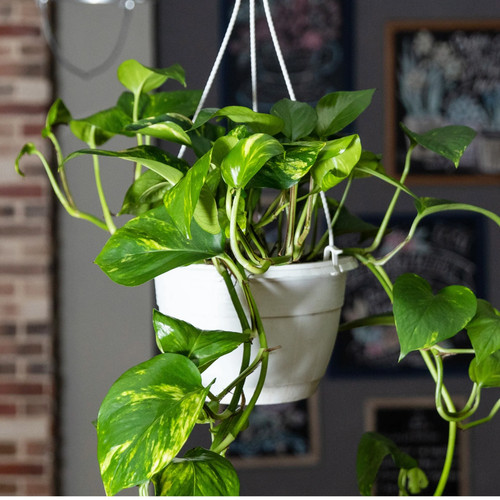 Golden pothos devil ivy - golden, devil’s