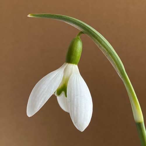 Galanthus tuesday child - galanthus,