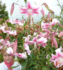 Pink Giant Tree Lily Regale