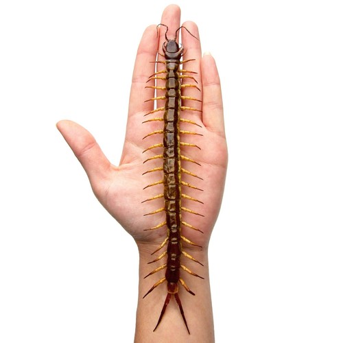 Scolopendra gigantea giant - gigantea,
