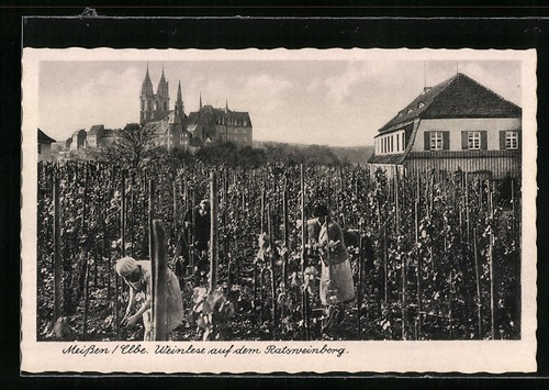 Meissen elbe grape - meissen,