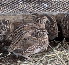 24 coturnix quail eggs 