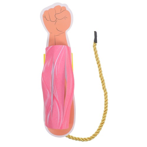 Muscle tissue model human - muscle,