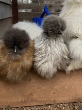 6+ Fertile Silkie Chicken