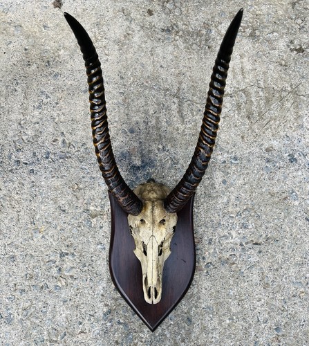 Large vintage taxidermy - vintage,