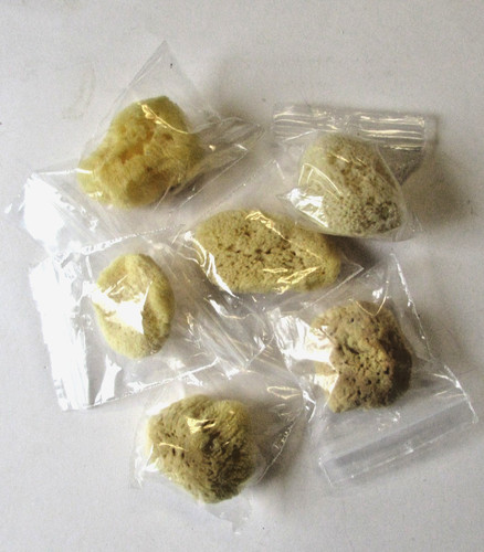 Artist sea sponge small - artist,