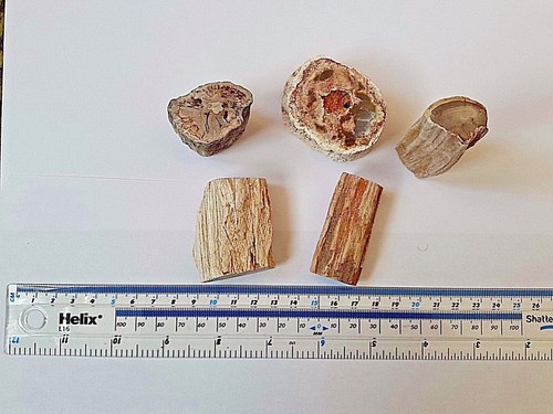 Triassic aged 200 million - triassic,