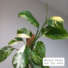 Monstera Lechleriana Albo