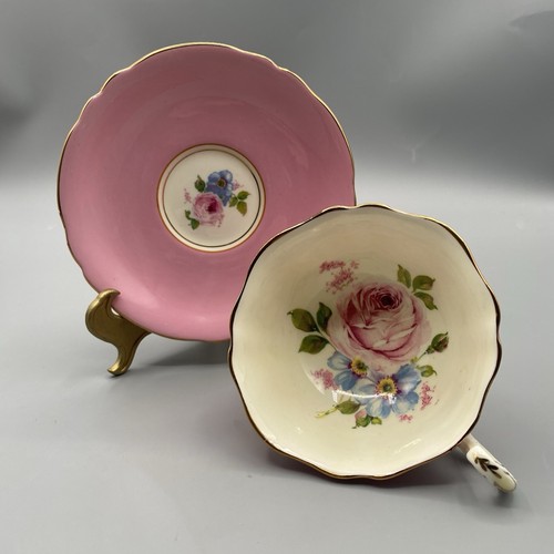 Paragon cabbage rose - cabbage,